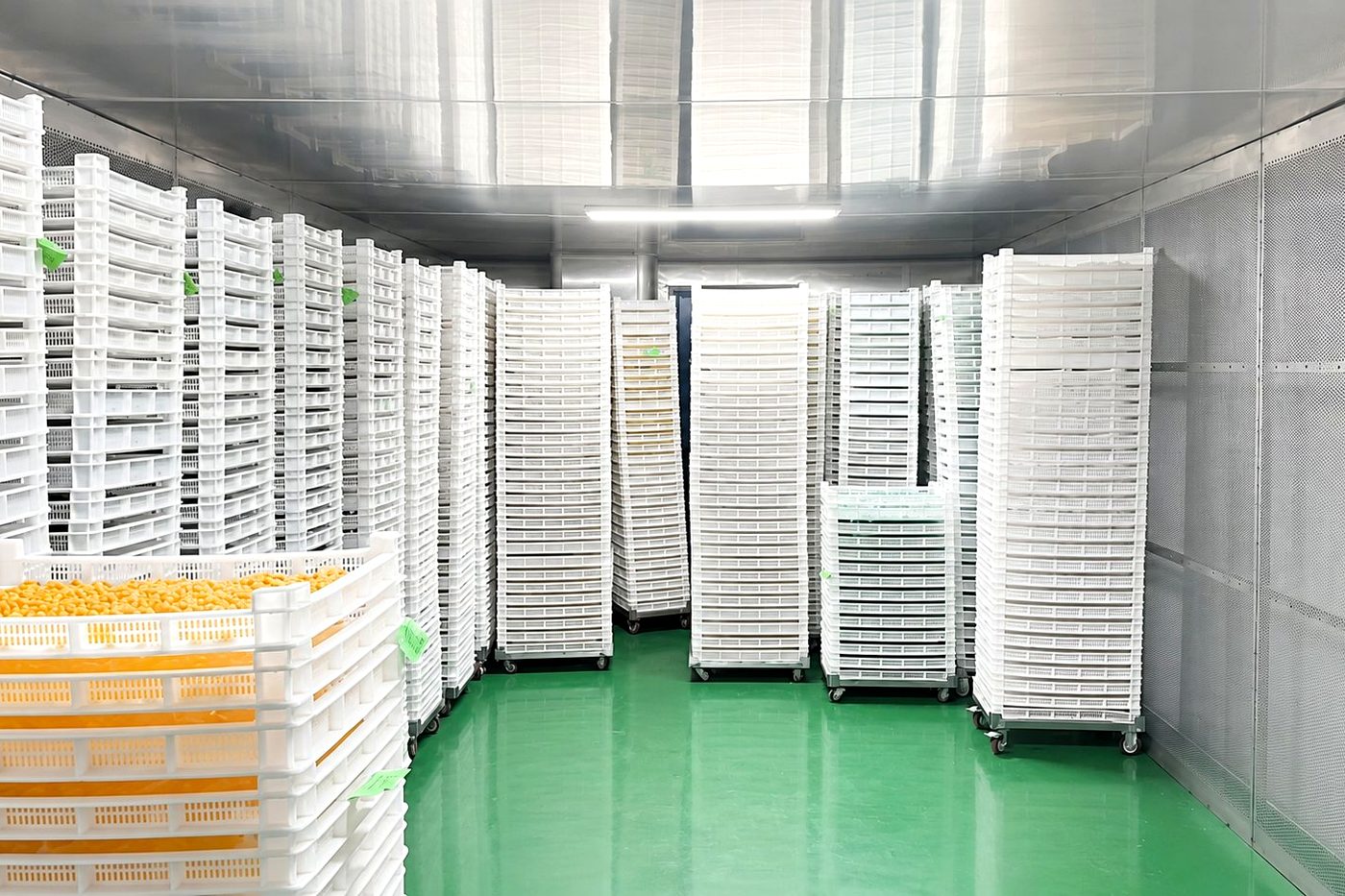 Gummies on cleanroom drying trays